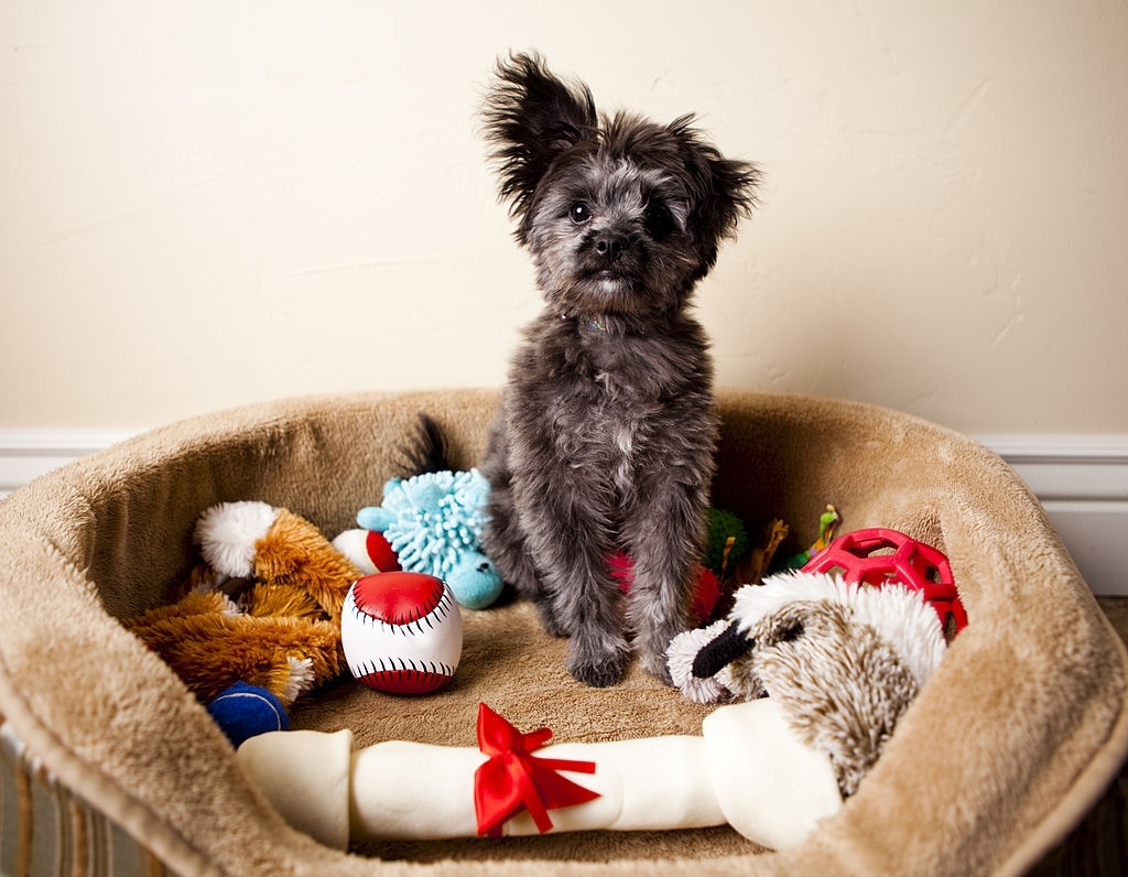 Juguetes para perros online en casa