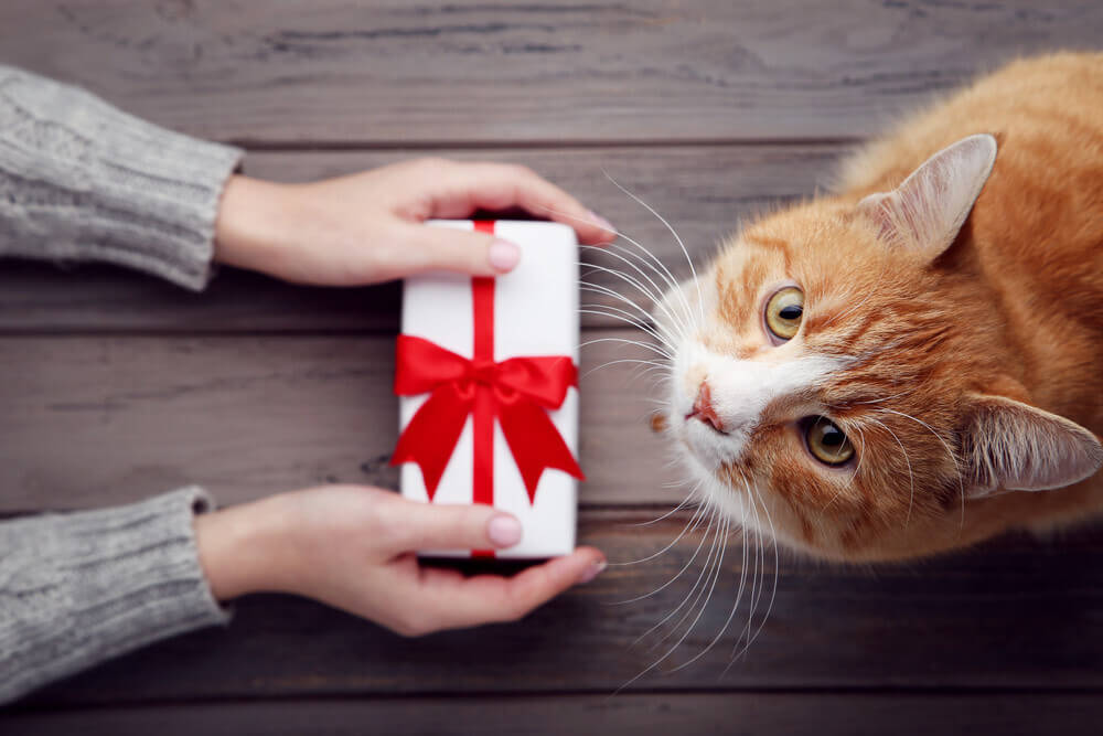 comprar regalos para mascotas
