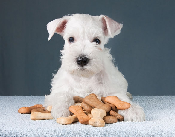 alimento hipoalergenico para perros