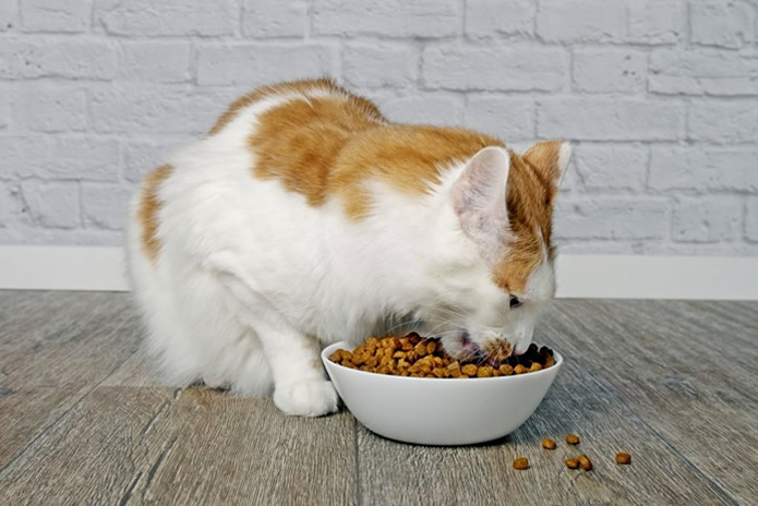 alimento para gatos con problemas urinarios