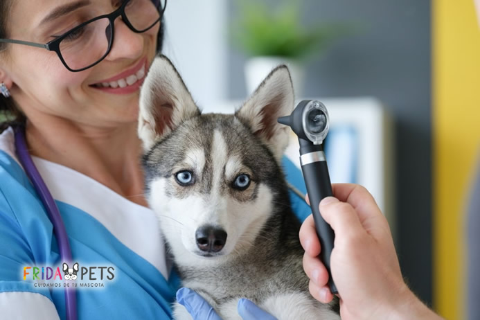 infeccion de oido en perros