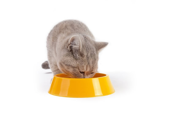 alimentos húmedos para gatos