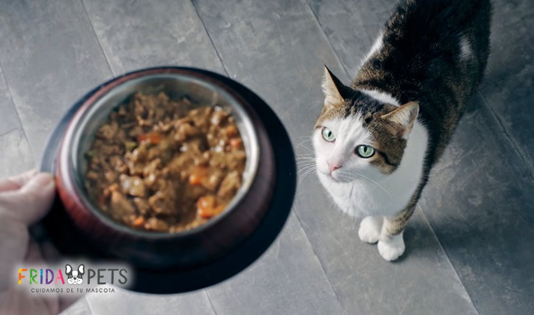 Descubre la Mejor Comida Húmeda para Gatos Esterilizados 100% Natural