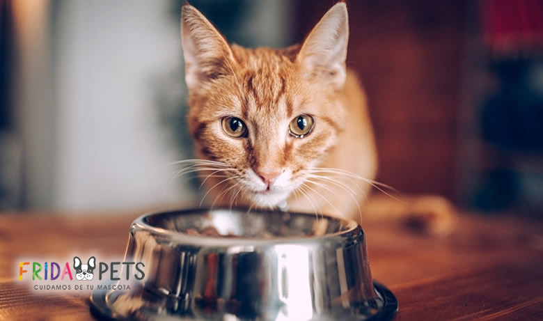 comida para gatos esterilizados