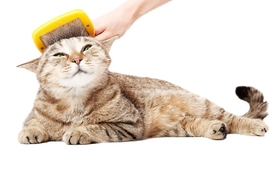 cepillo para quitar pelos de gato