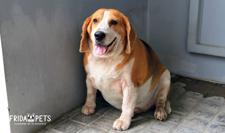 obesidad en perros