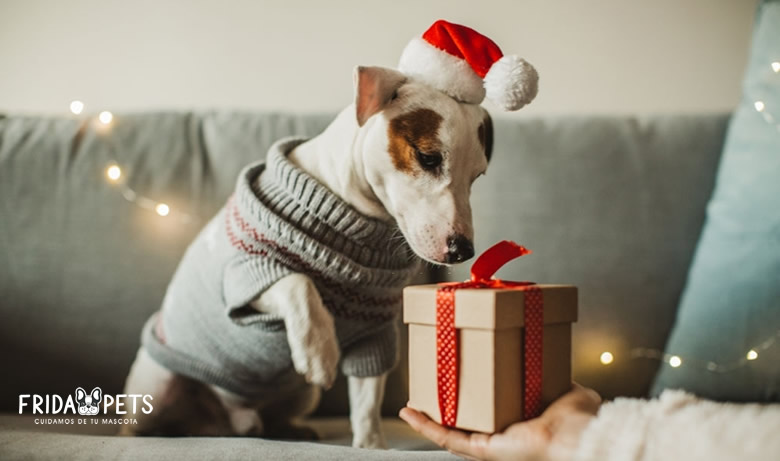 regalos de navidad para perros