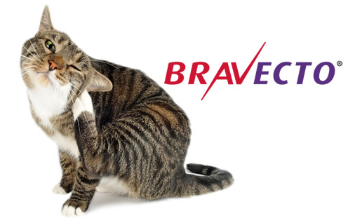 bravecto gatos