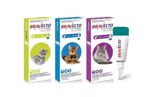 bravecto para gatos