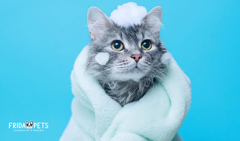 shampoo antipulgas para gatos