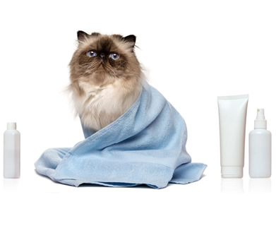 shampoo para pulgas gatos