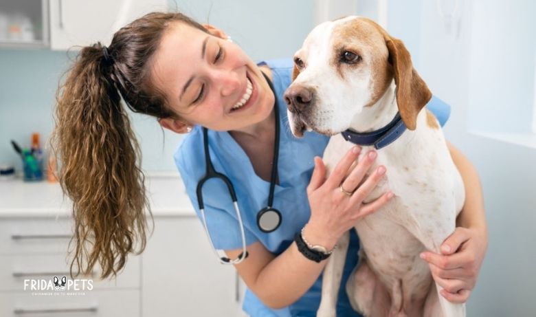 medicamento para pulgas y garrapatas en perros
