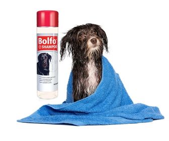 shampoo para pulgas de perro