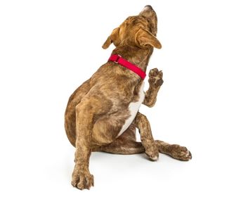 tratamiento para el sarna en perros