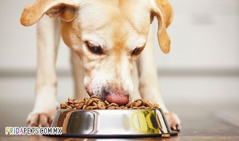 alimento para perros heces sin olor