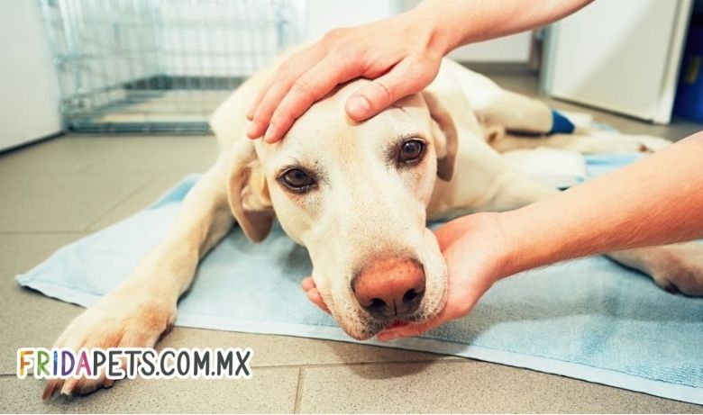 dermatitis atopica en perro