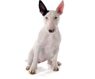 mejores croquetas para bull terrier