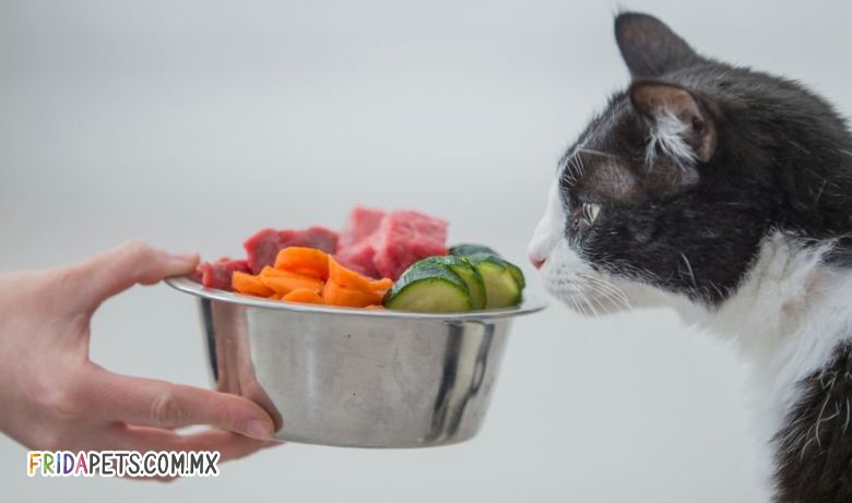 alimentos saludables para gatos