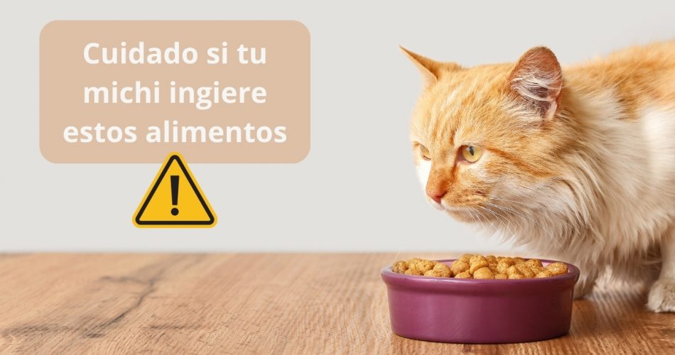 Alimentos que son tóxicos para gatos