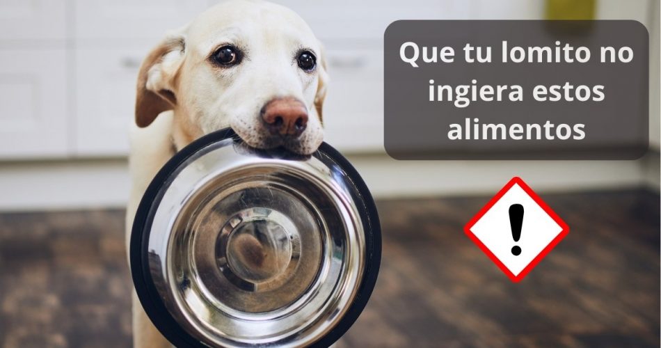 Conoce qué alimentos son dañinos para perros