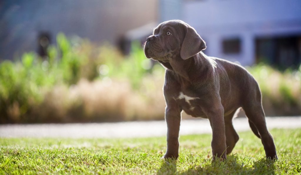 cane corso cachorro