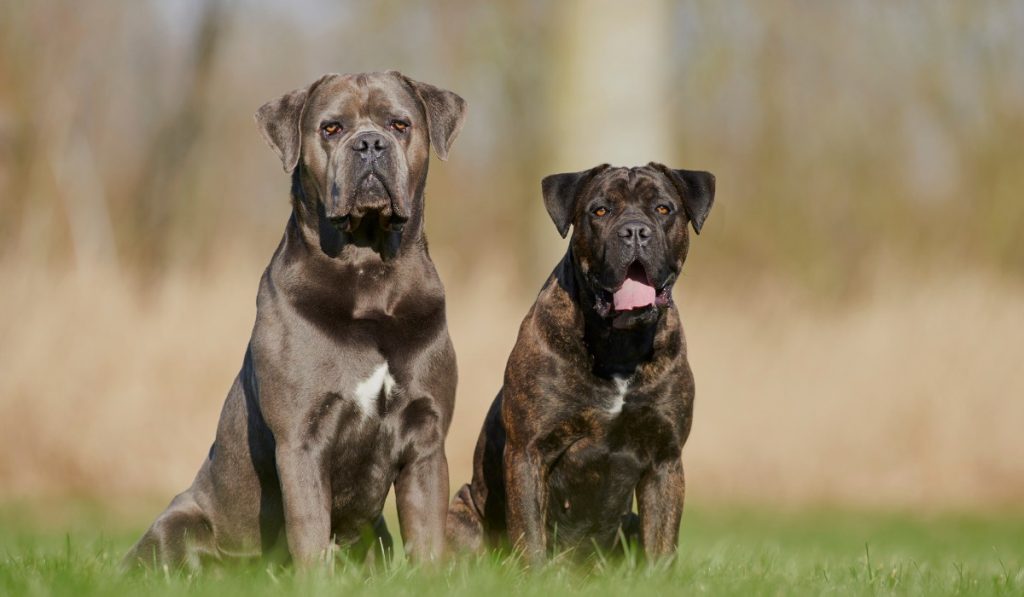 dos perros cane corso