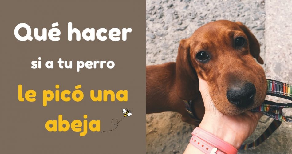 Qué hacer si una abeja picó a mi perro