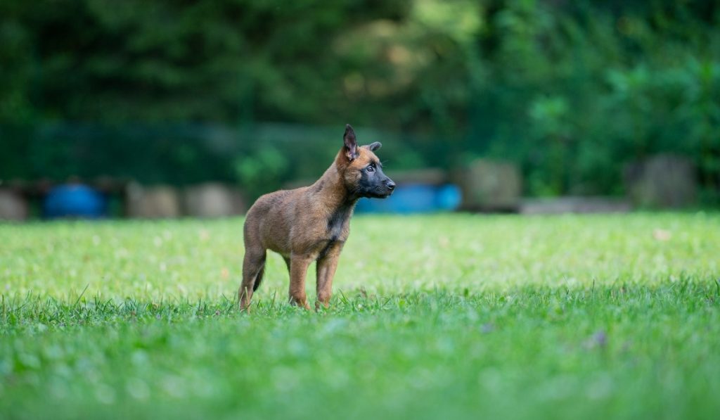 cachorro de pastor belga malinois