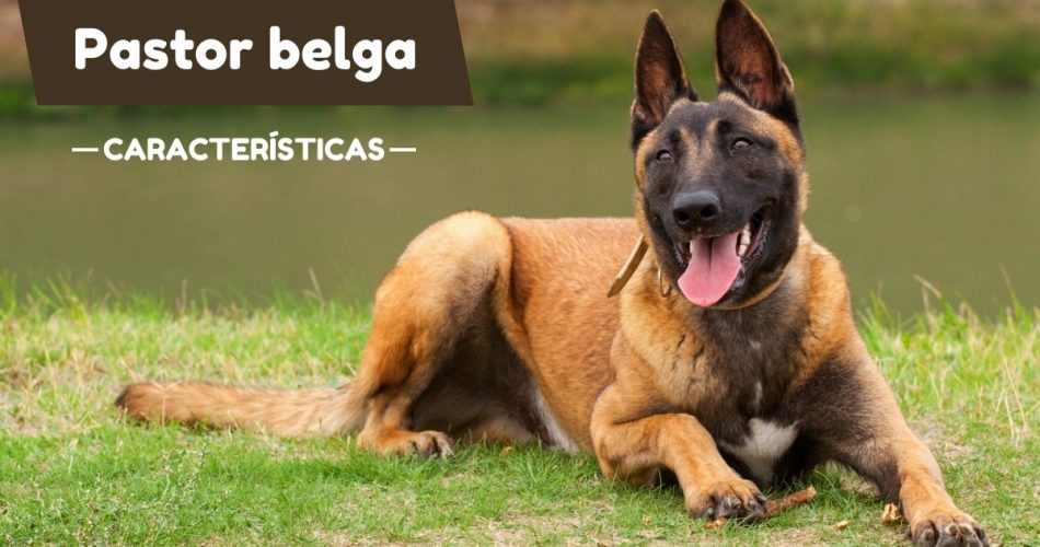 Características del pastor belga malinois