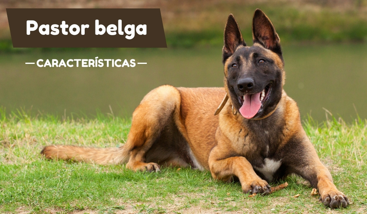 Pastor fashion belga malinois for