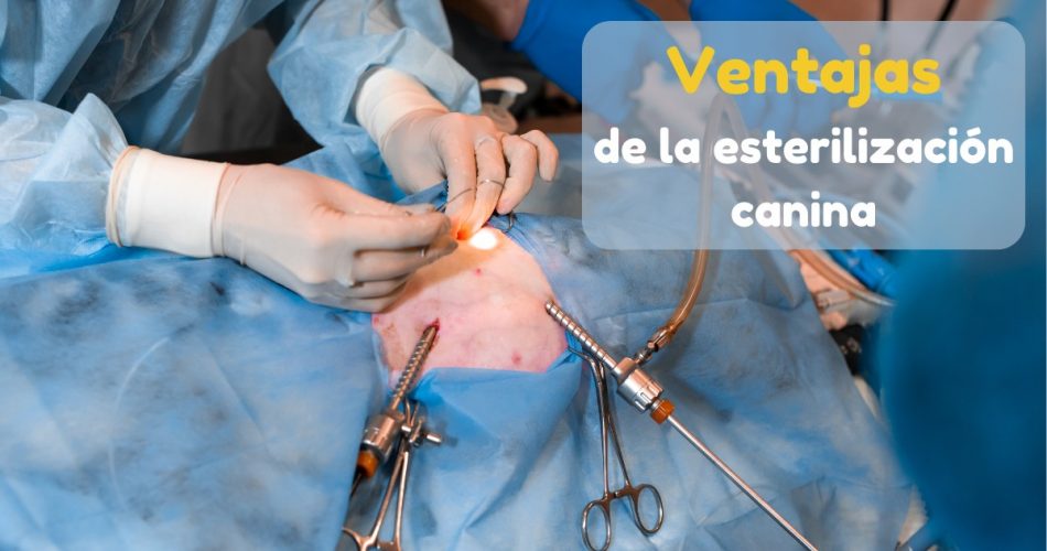 Ventajas de la esterilización canina