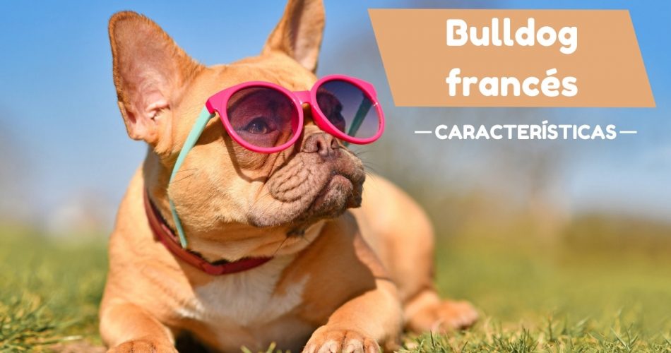 Caracteristicas del bulldog francés