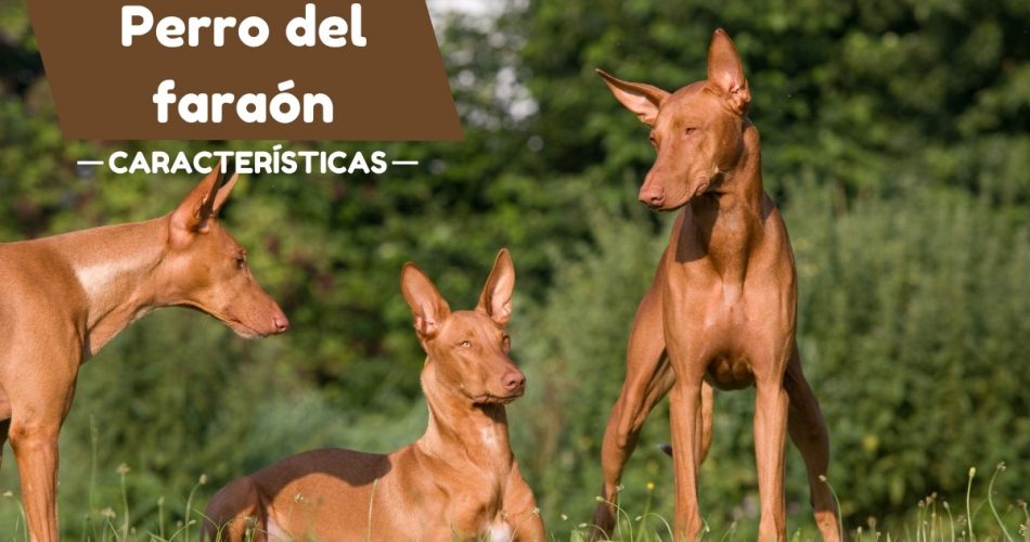 Características del perro del faraón