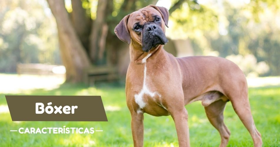 Características de los perros bóxer