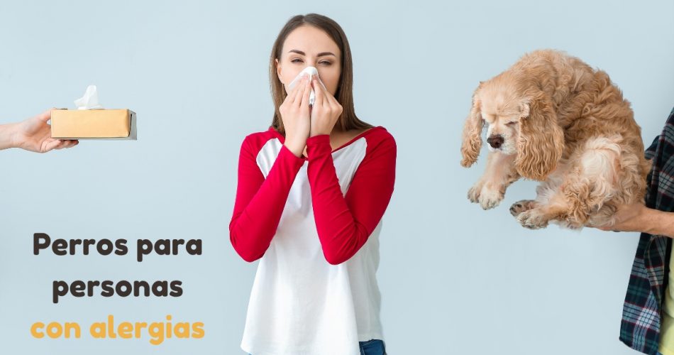 Razas de perros hipoalergénicos