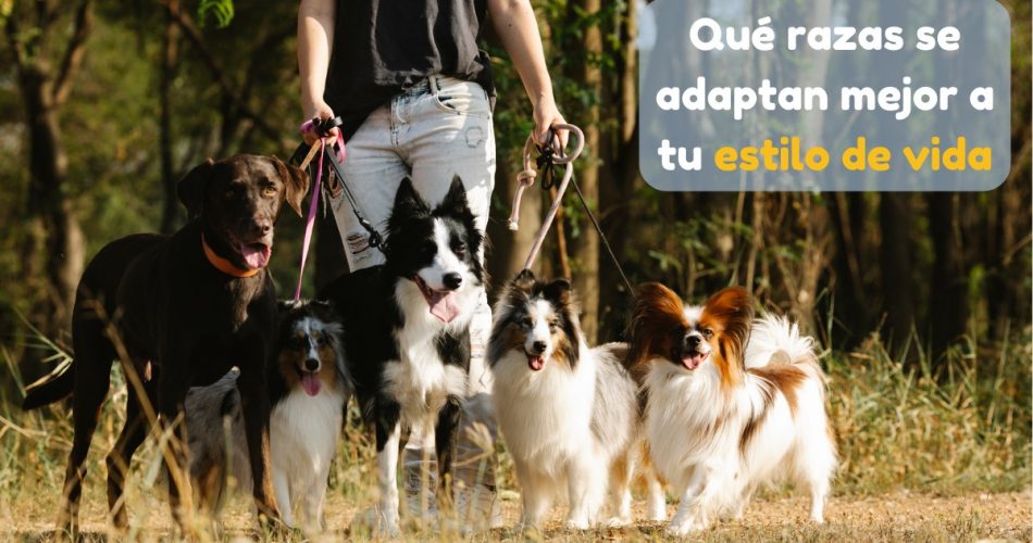 Qué razas de perro se adaptan a tu estilo de vida