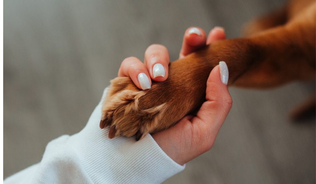 Tratamiento de cáncer en perro