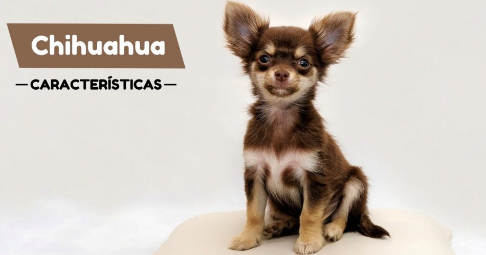 Lo que necesitas saber de los perros Chihuahua