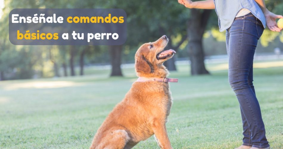 Aprende a enseñarle comandos básicos a tu perro