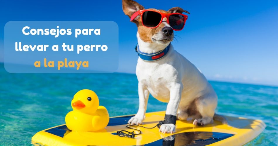 Consejos para llevar a tu perro a la playa