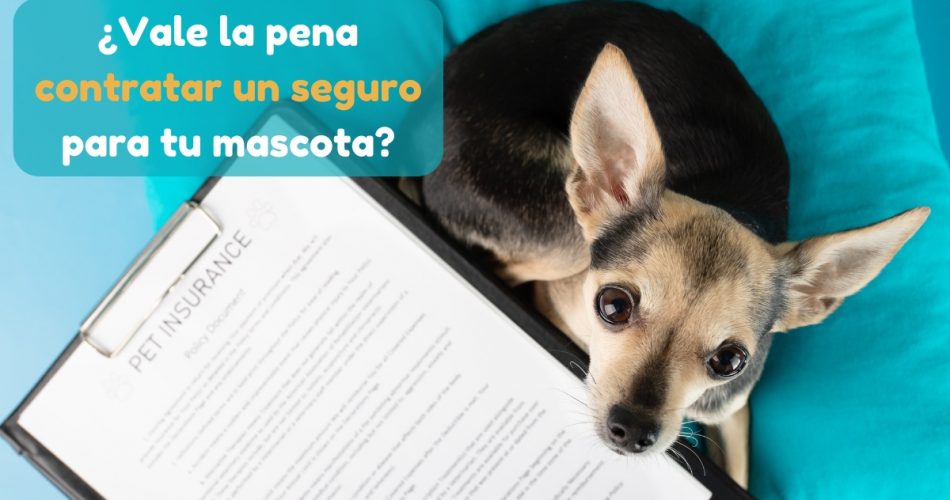 ¿Vale la pena contratar un seguro para tu mascota?