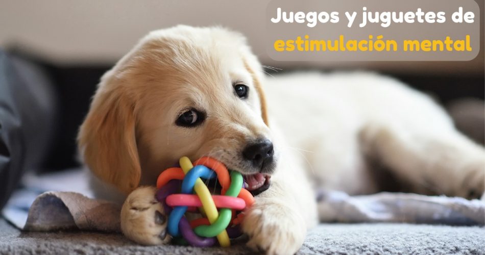 Estimulación mental para perros