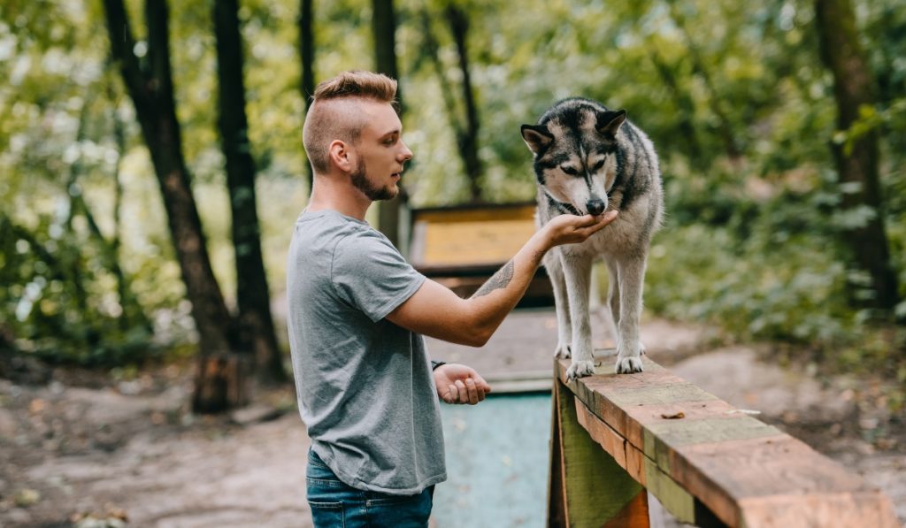 Diferencias entre etólogo y veterinario