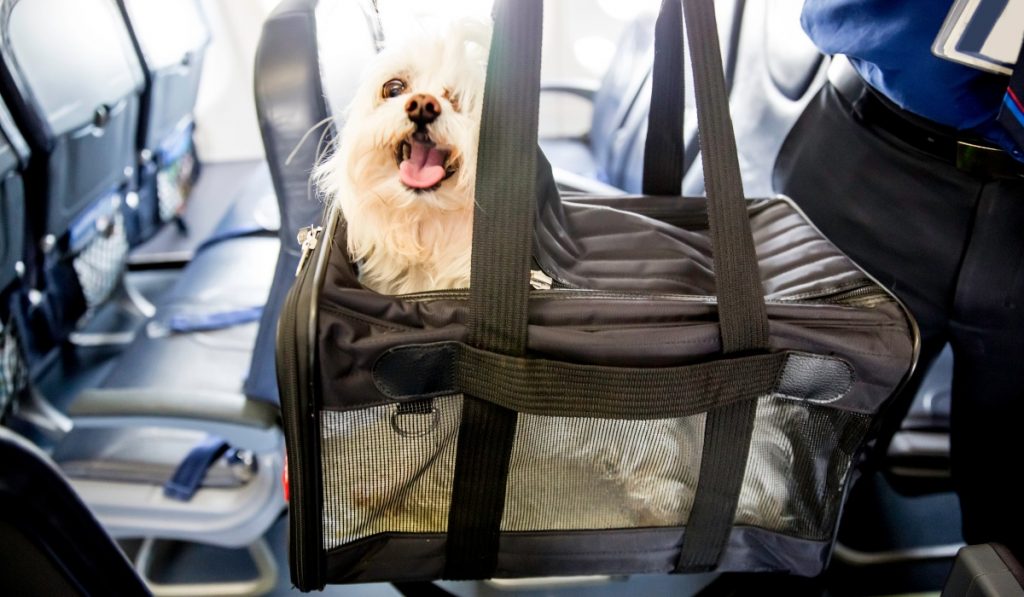 Perro viajando en avión