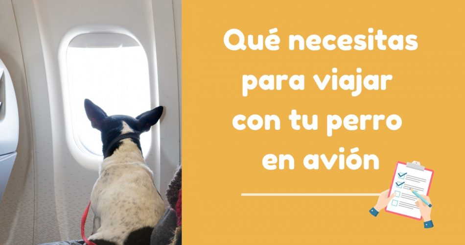 Lo que necesitas saber para viajar en avión con tu perro