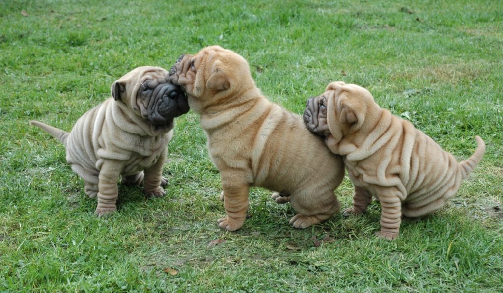 Perros Shar Pei de cachorros