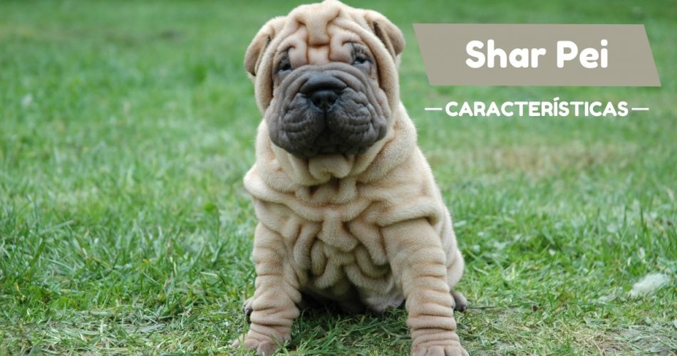 Lo que necesitas saber de los perros Shar Pei