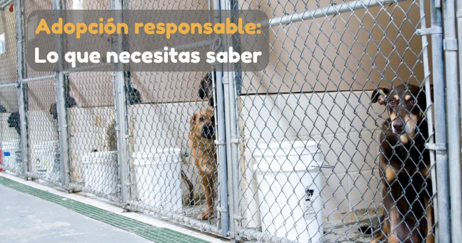 Lo que necesitas saber para una adopción responsable