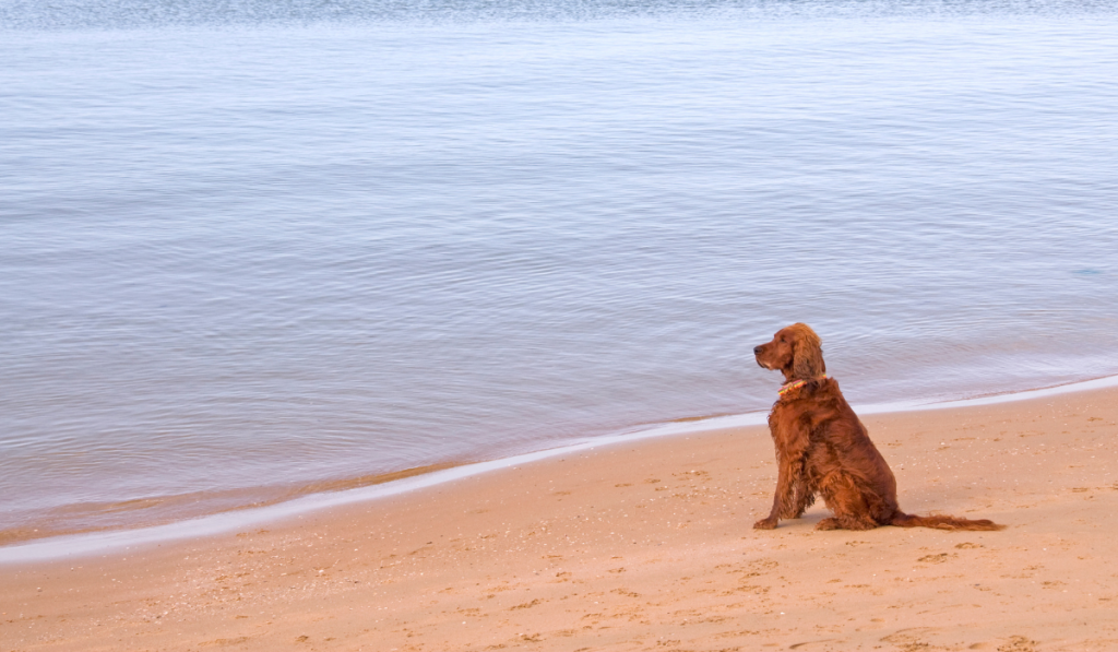 Consejos para llevar a tu perro a la playa