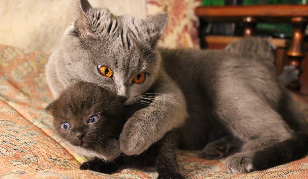 Como hacer que un gato adulto y uno bebé convivan